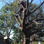 Full Removal of Norway Maple 3
