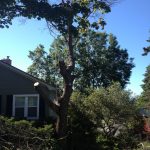 Full Removal of Norway Maple 4