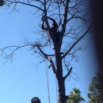 Full Removal of Norway Maple 9