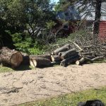 Full Removal of Norway Maple 8