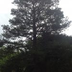 Complete Removal of Large Pine 1