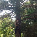 Complete Removal of Large Pine 2
