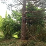 Complete Removal of Large Pine 3