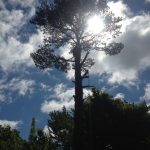 Complete Removal of Large Pine 4