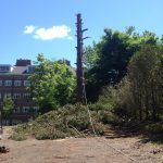 Complete Removal of Large Pine 7