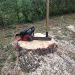 Complete Removal of Large Pine 8
