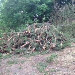 Complete Removal of Large Pine 9