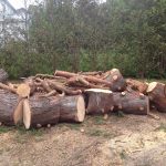 Complete Removal of Large Pine 10