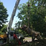 Massive Cottonwood Removal 12