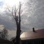 Full removal of Sugar Maple 8