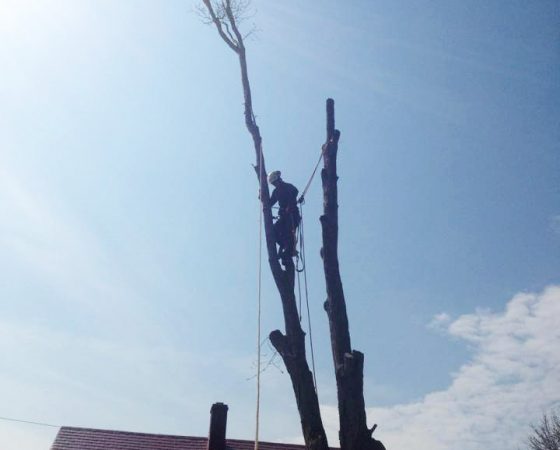 Full removal of Sugar Maple