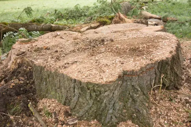 cut-tree-stump-after-it-blew-over-during-storm