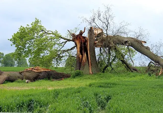storm-damage-597217_640